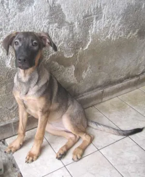 Cachorro raça SRD idade  nome Mila