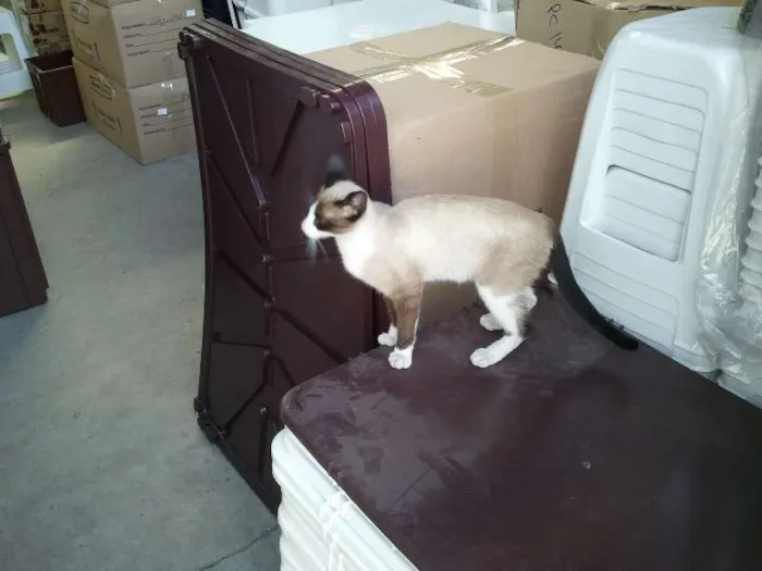 Gato ra a Siamês idade 2 anos nome Sem Nome