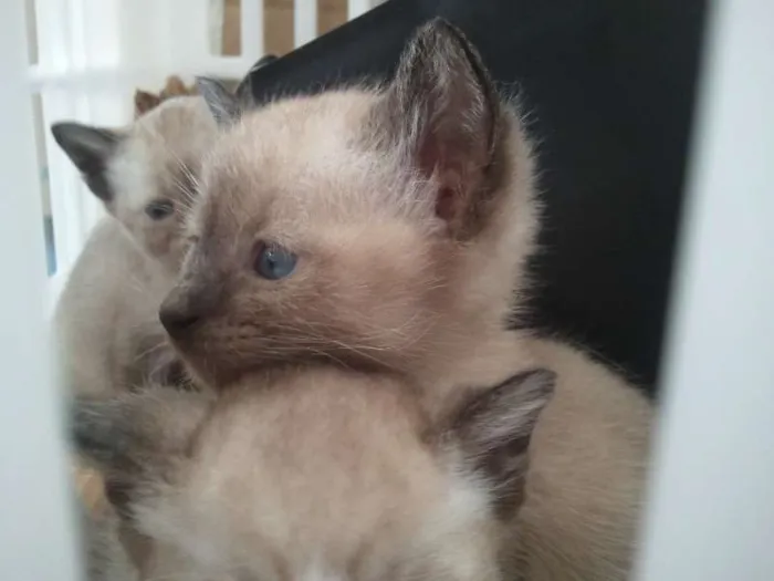 Gato ra a Siamês idade 2 a 6 meses nome Vários