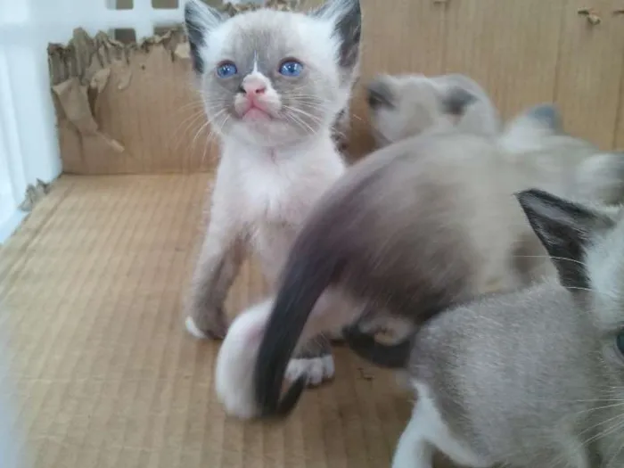 Gato ra a Siamês idade 2 a 6 meses nome Vários