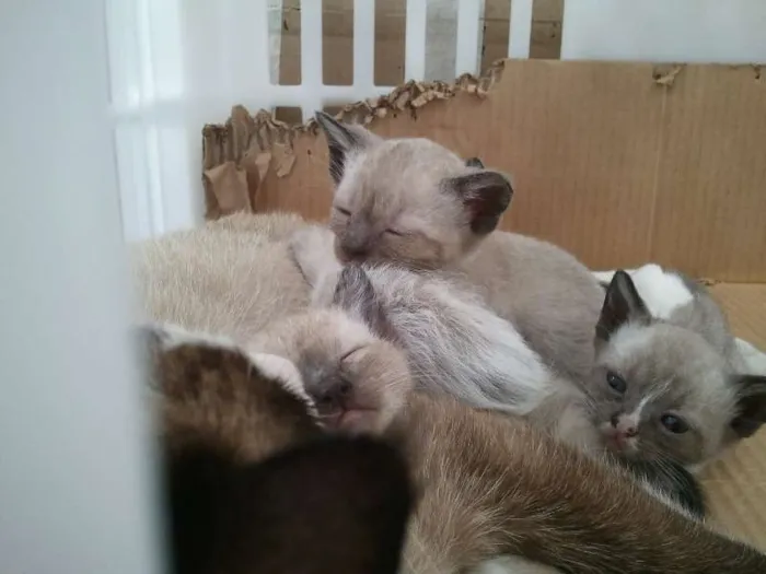 Gato ra a Siamês idade 2 a 6 meses nome Vários
