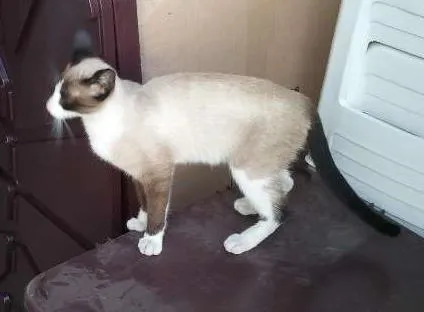 Gato ra a Siamês idade 2 anos nome Sem Nome