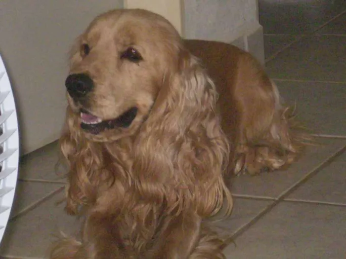 Cachorro ra a Cocker idade 6 ou mais anos nome Lucky