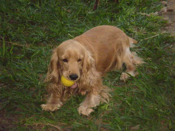 Cachorro ra a Cocker idade 6 ou mais anos nome Lucky