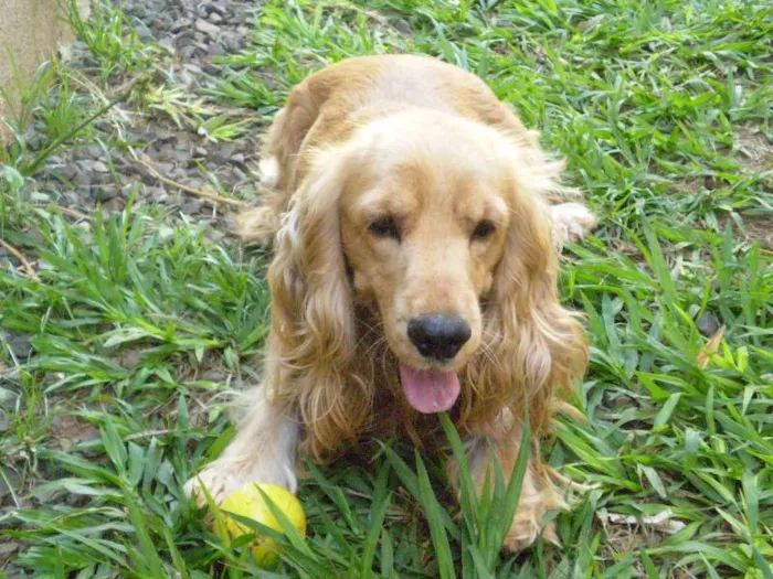 Cachorro ra a Cocker idade 6 ou mais anos nome Lucky