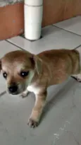 o novo dono pode es