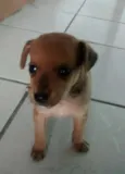 o novo dono pode es