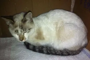Gato raça Vira lata idade 2 a 6 meses nome Simba