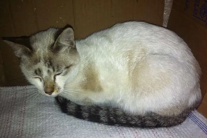 Gato ra a Vira lata idade 2 a 6 meses nome Simba