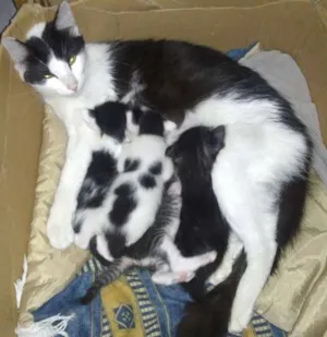 Gato raça Vira Lata idade 2 a 6 meses nome Clara