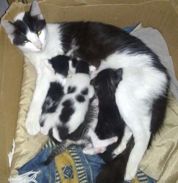 Gato ra a Vira Lata idade 2 a 6 meses nome Clara