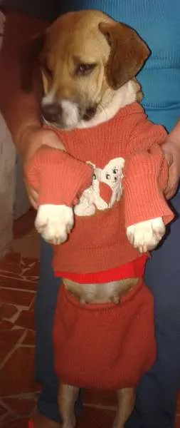 Cachorro raça Indefinida idade 1 ano nome Nina