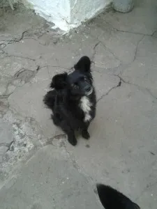 Cachorro ra a SRD idade  nome Catarina