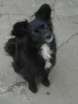 Cachorro ra a SRD idade  nome Catarina