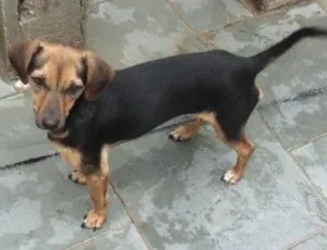 Cachorro raça vira lata com basset idade 1 ano nome cristal