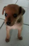 o novo dono pode es