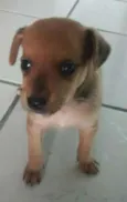 o novo dono pode es