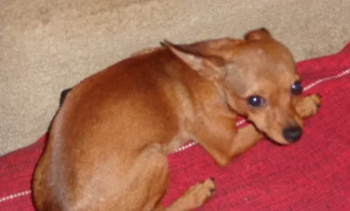 Cachorro ra a Pinscher idade 1 ano nome Toy GRATIFICA