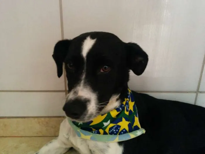 Cachorro ra a SRD idade 2 anos nome Rex