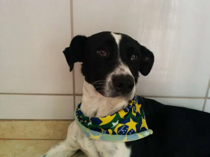 Cachorro ra a SRD idade 2 anos nome Rex