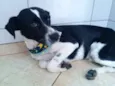Rex