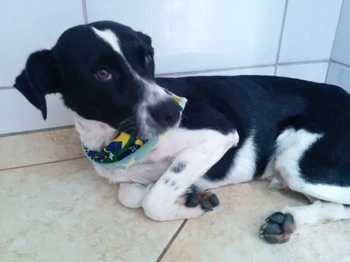Cachorro ra a SRD idade 2 anos nome Rex