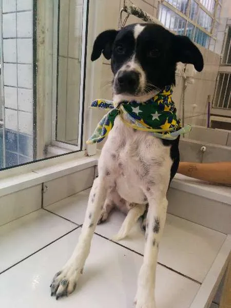 Cachorro ra a SRD idade 2 anos nome Rex