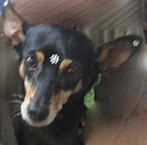 Cachorro raça PINSCHER idade 5 anos nome MINIE PINSCHER