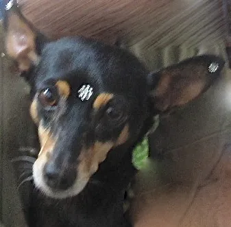 Cachorro ra a PINSCHER idade 5 anos nome MINIE PINSCHER