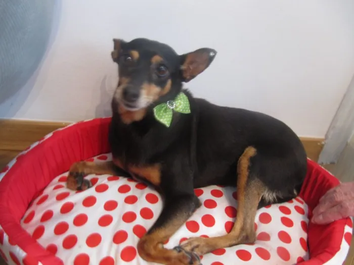 Cachorro ra a PINSCHER idade 5 anos nome MINIE PINSCHER