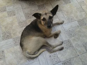 Cachorro raça mastormisturado idade 2 anos nome vc escolhe