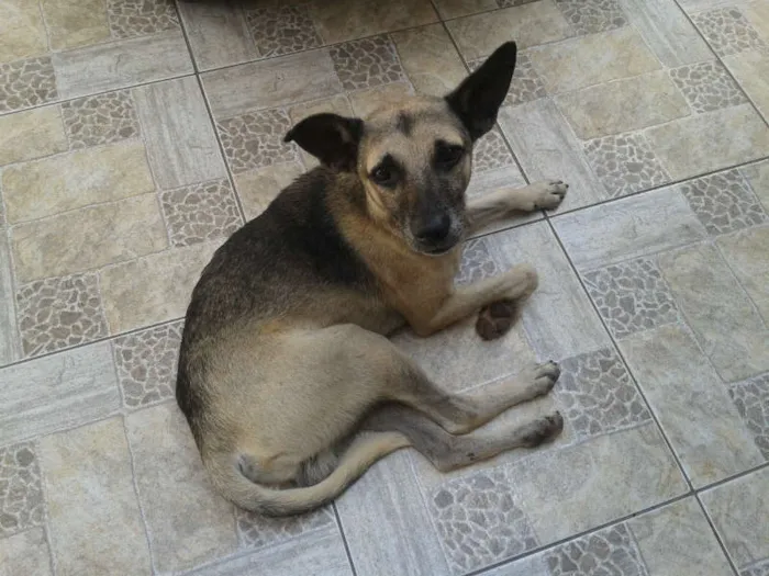 Cachorro ra a mastormisturado idade 2 anos nome vc escolhe