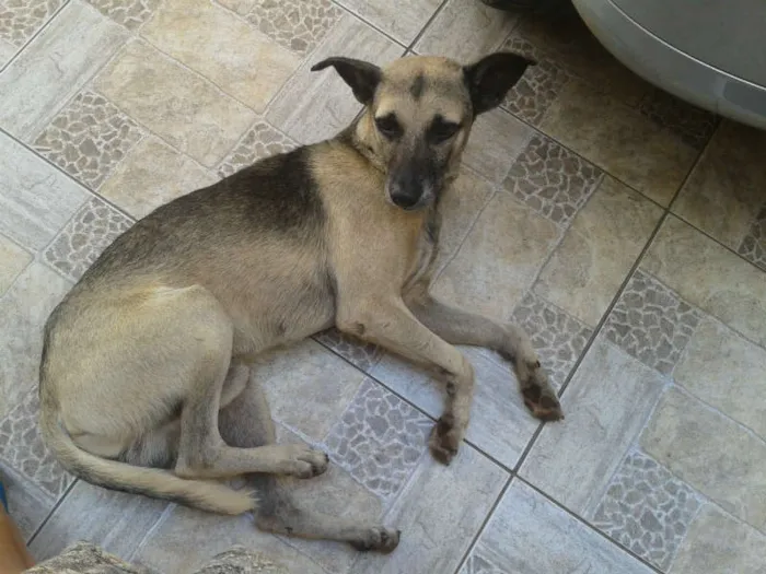 Cachorro ra a mastormisturado idade 2 anos nome vc escolhe