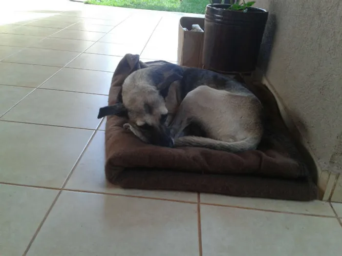 Cachorro ra a mastormisturado idade 2 anos nome vc escolhe