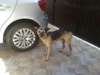 Cachorro ra a mastormisturado idade 2 anos nome vc escolhe