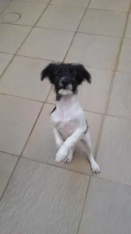 Cachorro ra a SRD idade 2 a 6 meses nome Molly