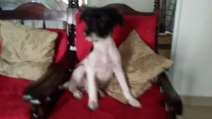 Cachorro raça SRD idade 2 a 6 meses nome Molly