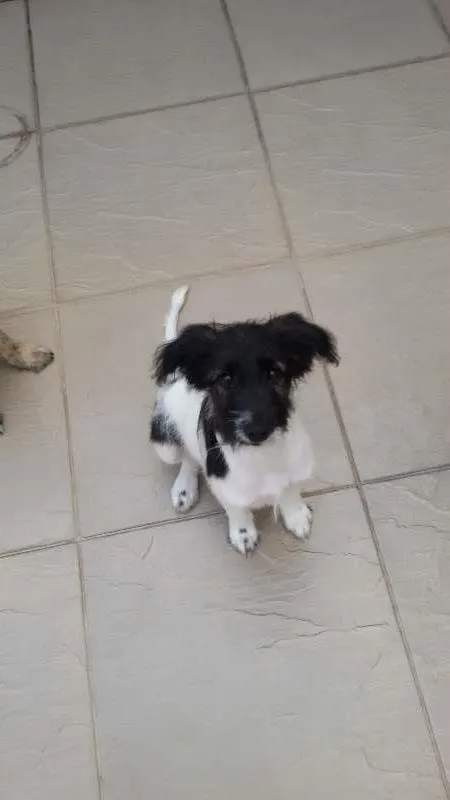 Cachorro ra a SRD idade 2 a 6 meses nome Molly