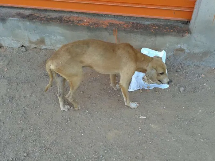 Cachorro ra a vira lata idade  nome não sei