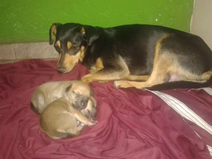 Cachorro ra a vira-lata idade 2 anos nome Kiara