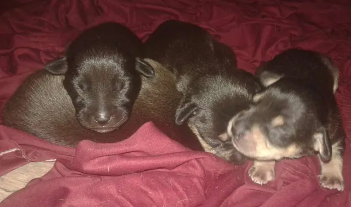 Cachorro ra a vira-lata idade 2 anos nome Kiara
