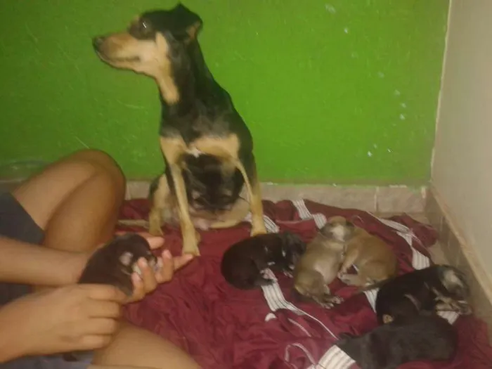 Cachorro ra a vira-lata idade 2 anos nome Kiara
