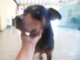 menino bradoc