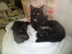 Gato raça SRD idade 2 a 6 meses nome 6 Filhotes