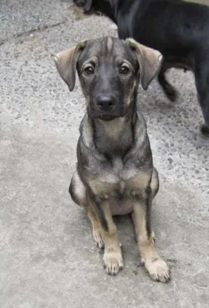 Cachorro raça SRD idade 2 a 6 meses nome NAYA