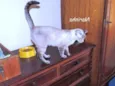 Narinha