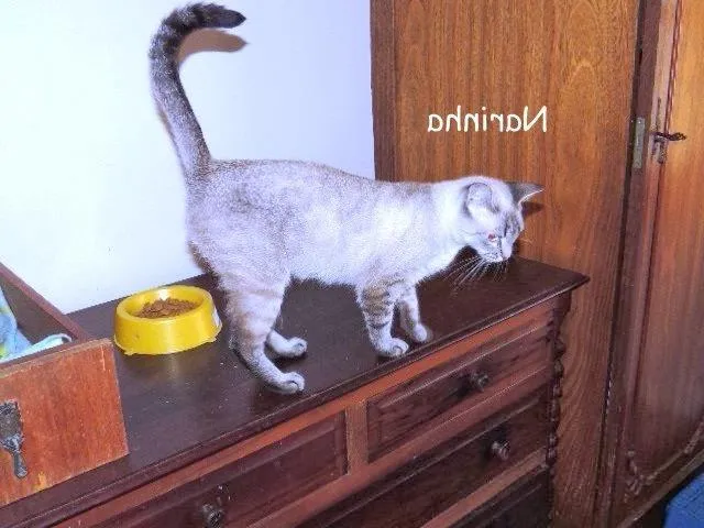 Gato raça srd idade 1 ano nome Narinha