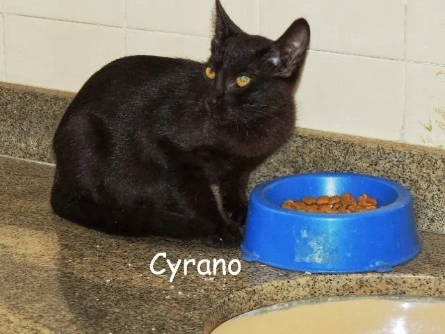 Gato raça SRD idade 7 a 11 meses nome Cirano