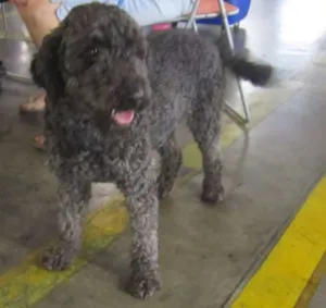 Cachorro raça poodle idade 4 anos nome Pantufa