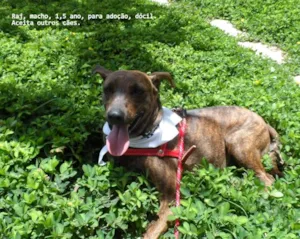 Cachorro raça SRD idade 1 ano nome RAJ